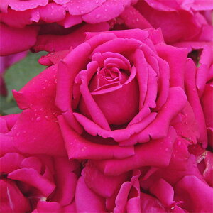 o̕c/[25N12㒆{\]nCubheB[F񂶂蚒i΂₵j02c6A(o)