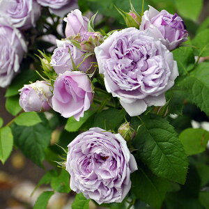 o̕c/[26N1{\]TEIGeBXFEVGEu[c6pA