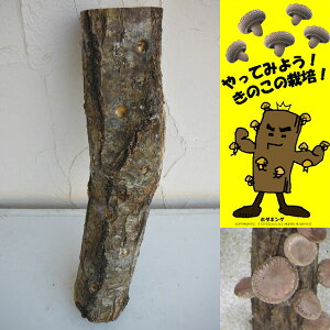 ؂̕c/[25N12㒆{\]z_LOiz_؃IKۊn45cmj1{