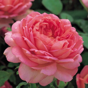 �o���̕c/[26�N1�������{�\��]�C���O���b�V�����[�Y �f�r�b�h�E�I�[�X�`���E���[�W�Y�F�W���r���[�E�Z���u���[�V������c6L�p���A