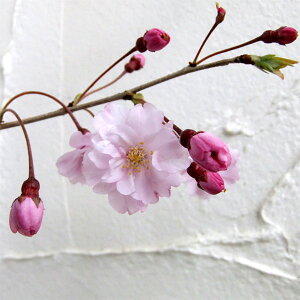 Ԗ ؂̕c/[25N12㒆{\]F}iwCAV_jږؕc4`5|bg