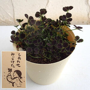 Ԃ̕c/[26N1{\]N[o[Flt̃N[o[Et(킹 ݂)3.5|bg