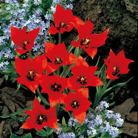 楽天市場 原種 チューリップの通販