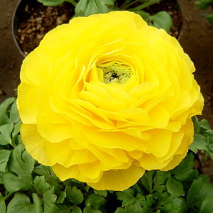 Ԃ̕c/[25N12㒆{\]iLXFtтFCG[3.5|bg