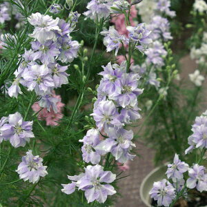 Ԃ̕c/[25N11{\]`h\Ei璹E[NXp[jFp[vsReBiNo7j3|bg