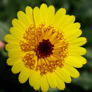 Ԃ̕c/[25N11{\]JWF܂ǂnj[fBbv3.5|bg