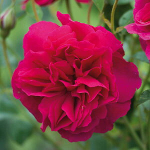 �o���̕c/[26�N1�������{�\��]�C���O���b�V�����[�Y �f�r�b�h�E�I�[�X�`���E���[�W�Y�F�g�[�}�X�E�G�C�E�x�P�b�g��c6L�p���A��