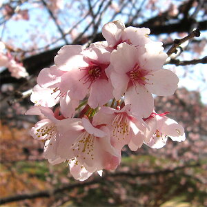 Ԗ ؂̕c/[25N12㒆{\]F劦iIIJUNjEs4`5|bg