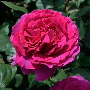 o̕c/[26N1{\]fo[[YFVg[YEhDEpc6pA