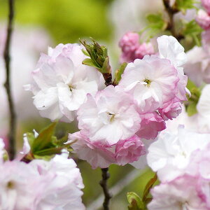 Ԗ ؂̕c/[25N12㒆{\]F\itNNWjږؕc4`5|bg