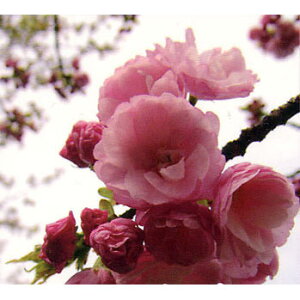 Ԗ ؂̕c/[25N12㒆{\]FdgՂ̔iGxjgmIjږؕc4`5|bg