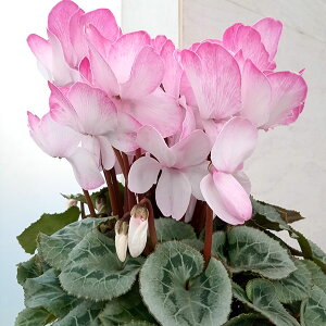 [25N12㒆{\]VNFsAX5A