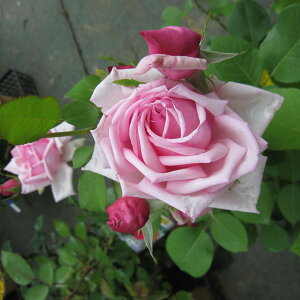 o̕c/[25N12㒆{\]oF tXc6A