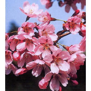 Ԗ ؂̕c/[25N12㒆{\]Fi~rUNjږؕc4`5|bg