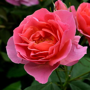 o̕c/[26N1{\]fo[[YFWFlVIEW_c6pA