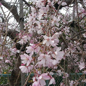 Ԗ ؂̕c/[25N12㒆{\]Fg}iVmV_jږؕc4`5|bg