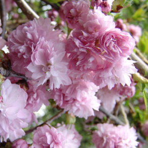 Ԗ ؂̕c/[25N12㒆{\]Fe}iLNV_jږؕc4`5|bg