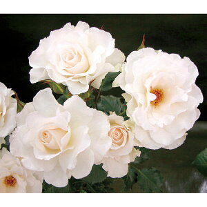 o̕c/[26N1{\]n[NlX[YF}[Kbgc3.5O|bg