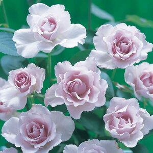 o̕c/[26N1{\]lG璆փoF~XeBp[vc3.5O|bg