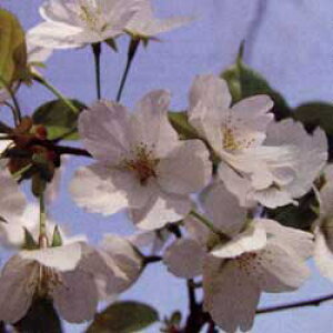 Ԗ ؂̕c/[25N12㒆{\]FߒʕPi\gIqjږؕc4`5|bg