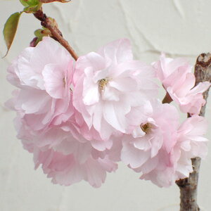 Ԗ ؂̕c/[25N12㒆{\]F{ie}jږؕc4`5|bg