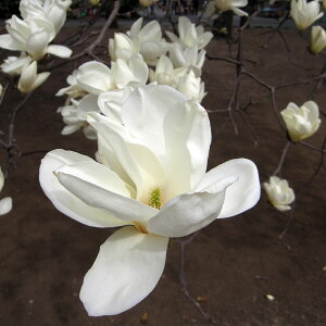 Ԗ ؂̕c/[25N11{\]NFؘ@inNNj4.5|bg