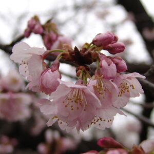 Ԗ ؂̕c/[25N12㒆{\]FMCiA^~JUNjږؕc4`5|bg