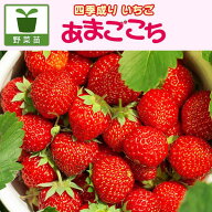 野菜の苗/[26年8月下旬予約]イチゴ（四季なり）： あまごこち3号ポット