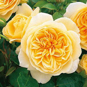 �o���̕c/[26�N1�������{�\��]�C���O���b�V�����[�Y �f�r�b�h�E�I�[�X�`���E���[�W�Y�F�e�B�[�W���O�E�W���[�W�A��c6L�p���A��