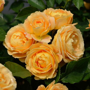 o̕c/[26N1{\]fo[[YFEh`FEB[^c6pA