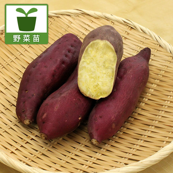 日本製 プランターで作れるサツマイモの苗 通常便なら送料無料 野菜の苗 22年4月下旬予約 サツマイモ：金時4連カットパック