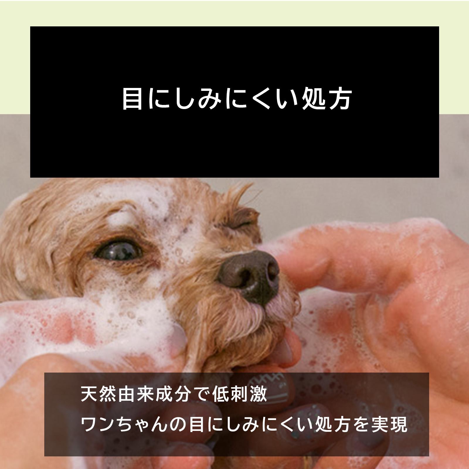犬  シャンプー  トリートメント 無添加 オーガニック 各250ml 日本製 「全成分表示 人間規格」「泡切れ 目にしみにくい」「 合成香料不使用」 THE ANIMAL ORGANICS 犬用 猫用 シャンプー リンス セット ザ アニマル オーガニック