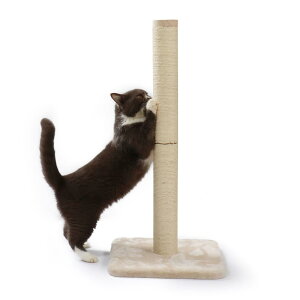 Linecoichij oo߂Ƃ|[  (L{)