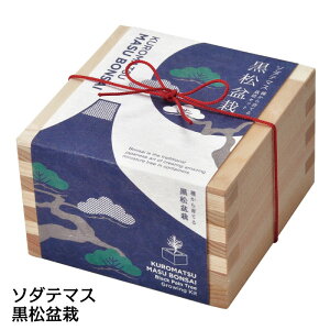 栽培キット ソダテマス 盆栽栽培セット 黒松 盆栽 栽培 観葉植物 鑑賞用植物 無料ギフトラッピング 簡単 栽培 自由研究 黒松 インテリア 癒し いやし ガーデニング 観賞 お手軽 自然 趣味 9924