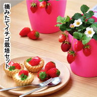 【SALE40%OFF】いちご 摘みたてイチゴ 栽培セット かわいい いちご 栽培 ストロベリー 栽培キット 四季な…