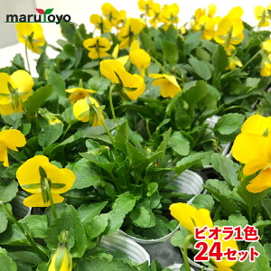 rI 24Zbg CG[̂ 24|bg 3|bg ԕc 񂹐A K[fjO ~̉