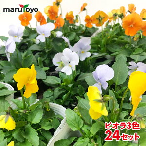 rI ԕc 24Zbg 3 9cm|bg CG[ u[ IW 3F 8|bgÂ 24|bg 񂹐A K[fjO ~̉