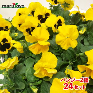 pW[ ԕc 24Zbg 3 9cm|bg CG[ 2 16|bgÂ 24|bg 񂹐A K[fjO ~̉