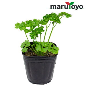 春 野菜 苗の人気商品 通販 価格比較 価格 Com
