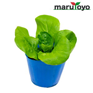 春 野菜 苗の人気商品 通販 価格比較 価格 Com