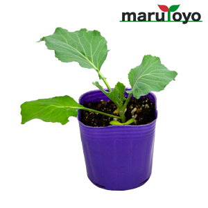 秋 野菜 苗の人気商品 通販 価格比較 価格 Com