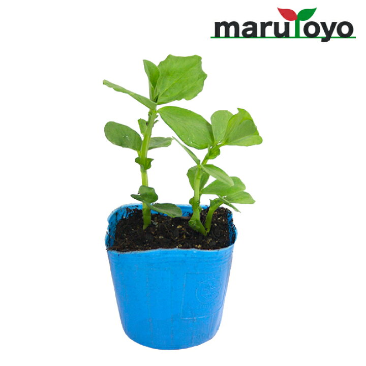 楽天市場 マルトヨの野菜苗 ソラマメ そら豆 そらまめ ナツマメ 9cmポット苗 野菜 家庭菜園 初心者 趣味 ベジタブル ガーデニング キッチン 菜園 園joy Marutoyo