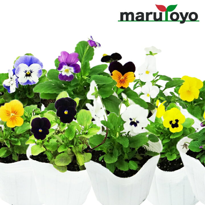 楽天市場 12ポットセット マルトヨの苗 ビオラ12ポットセット 9cmポット苗 ビオラ 花 野菜 苗 ポット ポット苗 園joy Marutoyo