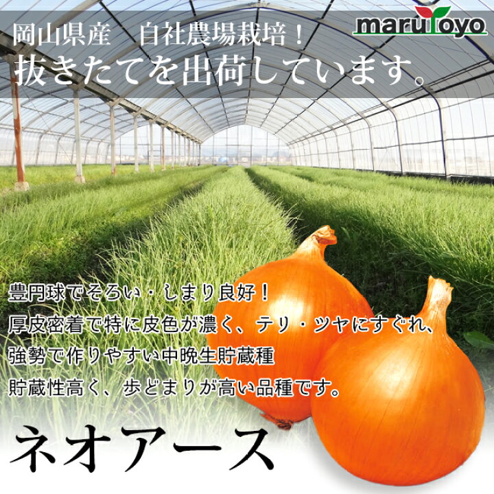 楽天市場】玉ねぎ苗 中晩生 ネオアース 50本 【苗】【たまねぎ 