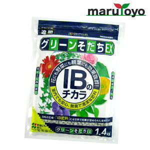 Ԃ IB̃`JO[EX 80g / 500g / 1.4kg [ y 엿 |{y   K[fjO | ]