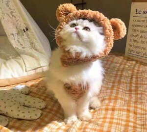  ANZT[ H RR {AX Ԃ RXv ps[ ~  Xq q ybg ybg  Lbv  ybg