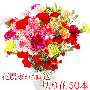 y̔JnLO|Cg10{zJ[l[V Y Nx  Yn  s 65cm ؂ 50{ l Ԕ_ƒ Ԃ ̓ a LO oYj o^C  v[