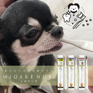 ~KPf  uV VR { oPA p  puV ybgpuV I[PA ݂ a ^ MIGAKENDE made in japan ̎RhHiXGml