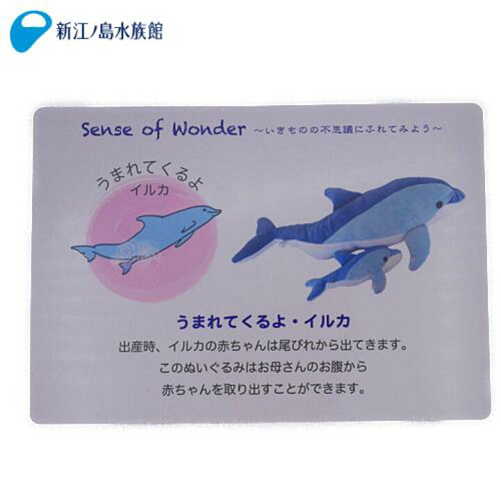 楽天市場 うまれてくるよ イルカ Sense Of Wonder Aqua ぬいぐるみ かわいい ふわふわ 学べる 雑貨 グッズ おもちゃ 海の生き物 新江ノ島水族館 えのすい 人気 ギフト ショップ 新江ノ島水族館オンラインショップ