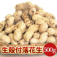 【未調理なまカラ付落花生(ナカテユタカ)500g】千葉県八街産落花生